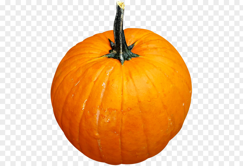 Pumpkin Calabaza Cucurbita Maxima Pepo Winter Squash PNG