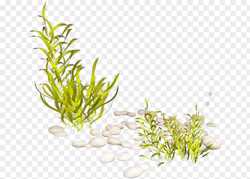 Seaweed Aquatic Plants Clip Art PNG