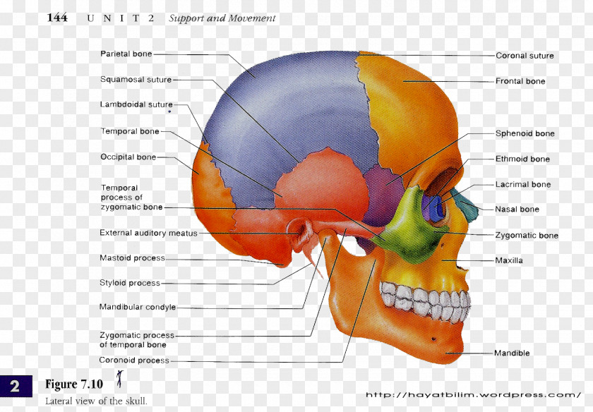 Skull Human Anatomy Body Skeleton PNG