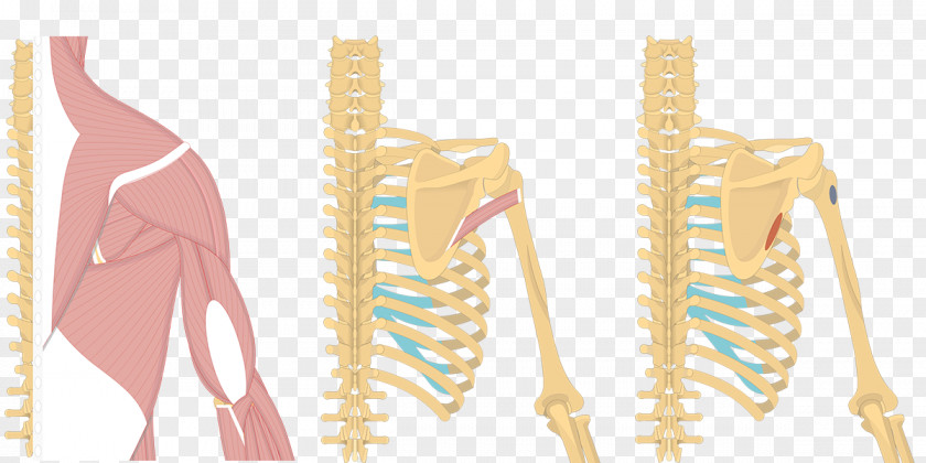 Teres Major Muscle Minor Infraspinatus Anatomy PNG