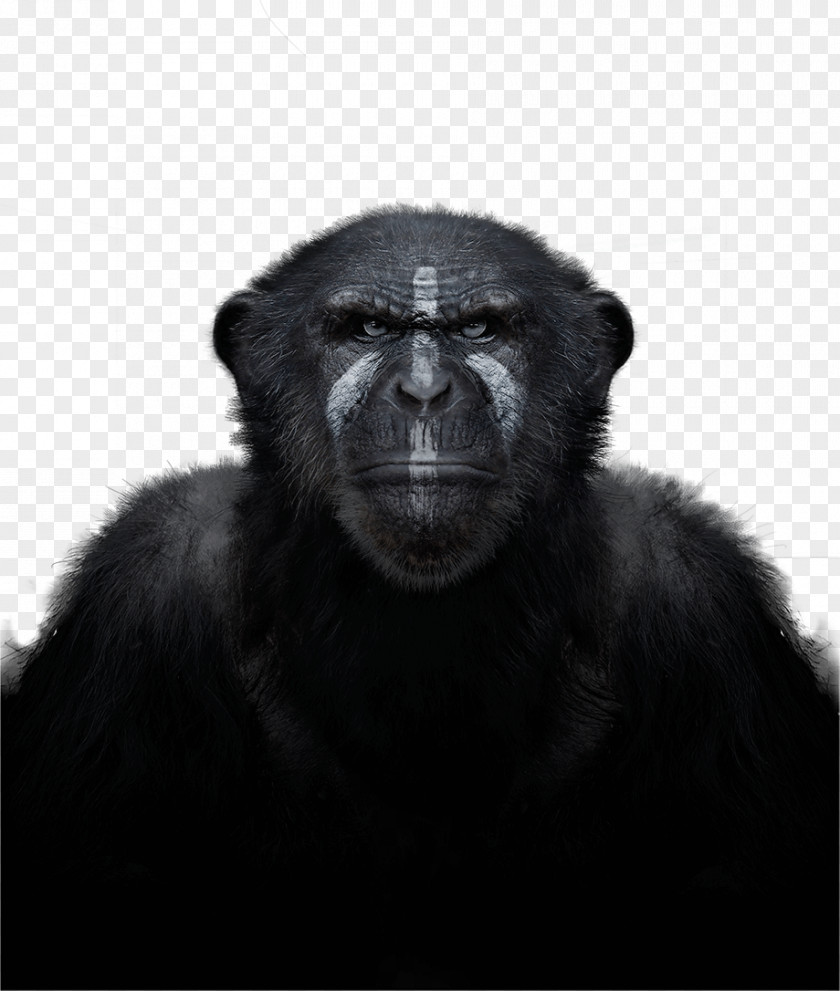 Chimpanzee Common Western Gorilla Primate Monkey In The Wild PNG