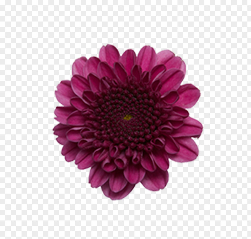 Flower Transvaal Daisy Chrysanthemum ×grandiflorum Cut Flowers Plant Stem PNG