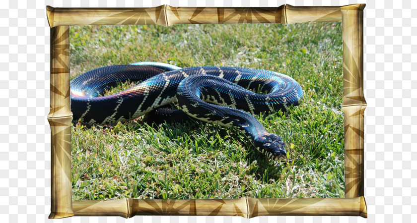 Jungle Snake Alligators Animal Show Joe's Wildlife Adventures Reptile PNG