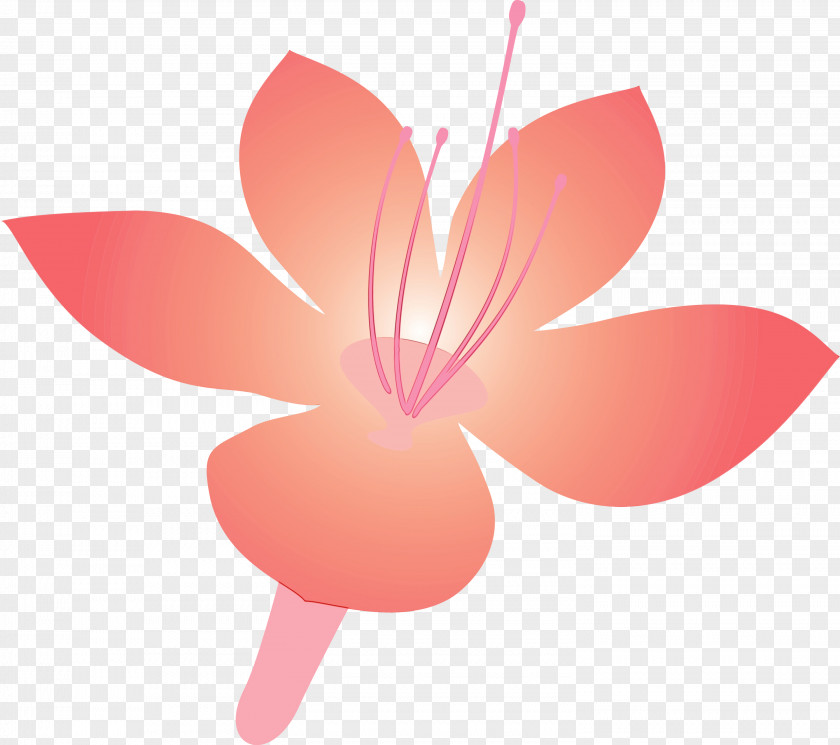 Petal Pink Flower Plant Magenta PNG