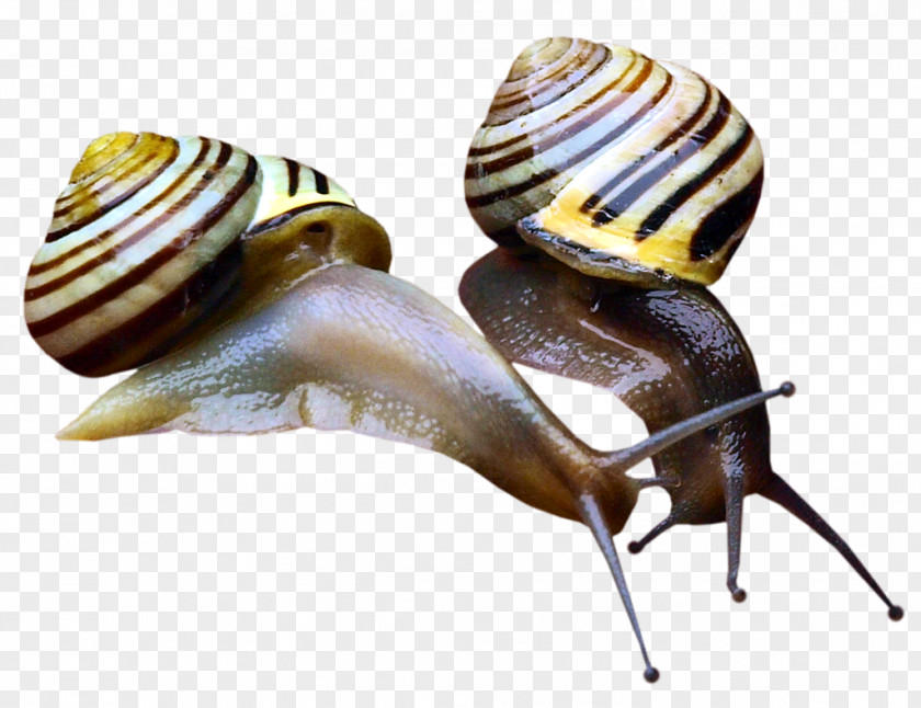 Snail Orthogastropoda Pond Snails PNG