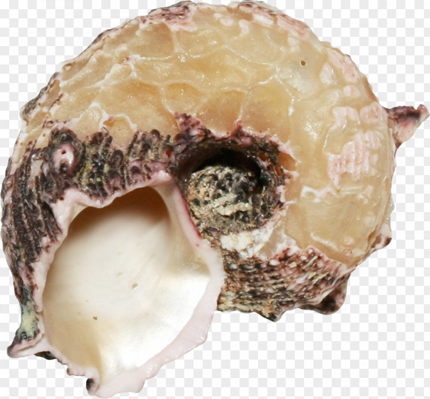 Beautiful Brown Conch Sea Snail PNG
