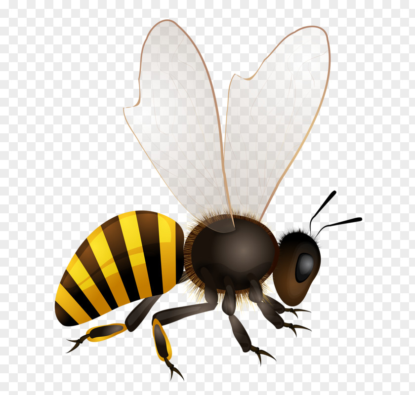 Bee Honey Hornet Illustration PNG