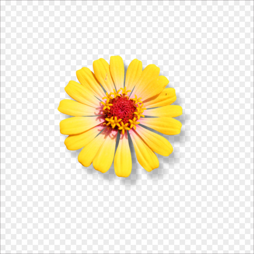 Chrysanthemum Flower PNG