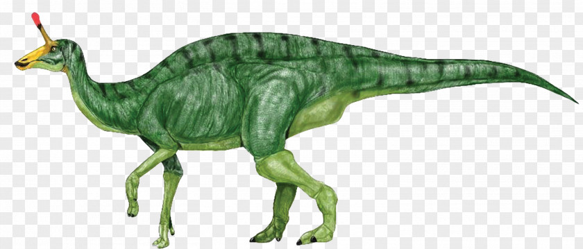 Dinosaur Tsintaosaurus Amurosaurus Jaxartosaurus Iguanodontia Corythosaurus PNG