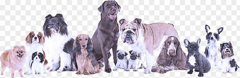 Dog Giant Breed Sporting Group Neapolitan Mastiff Rare (dog) PNG