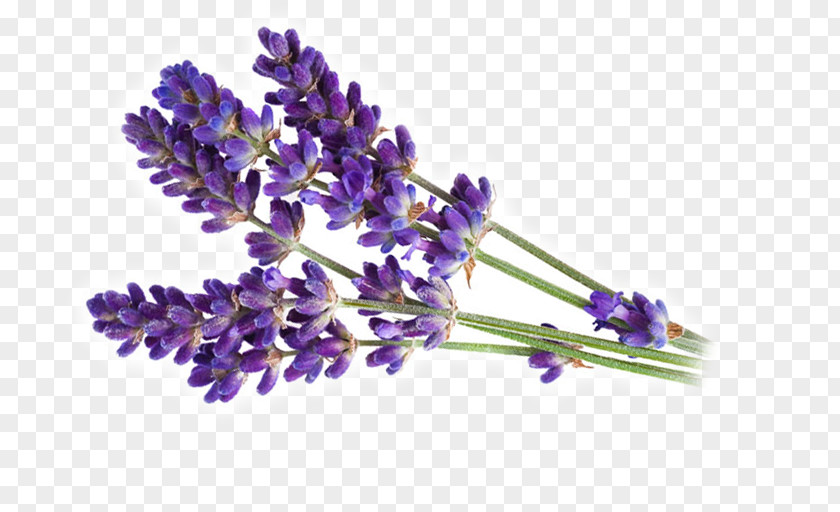English Lavender Oil Parfumerie Clip Art PNG
