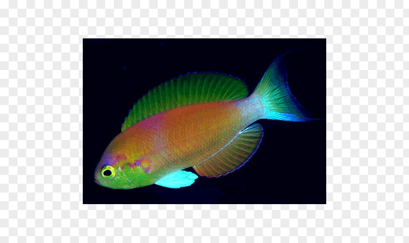 Fishing Pomacentridae Coral Reef Fish Aquariums PNG