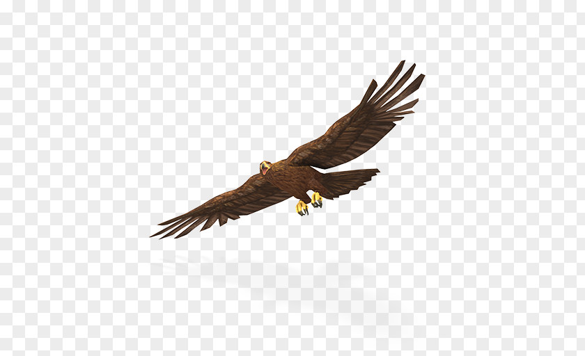 Golden Bird Bald Eagle Tyto Ecology Greater Yellowstone Ecosystem PNG