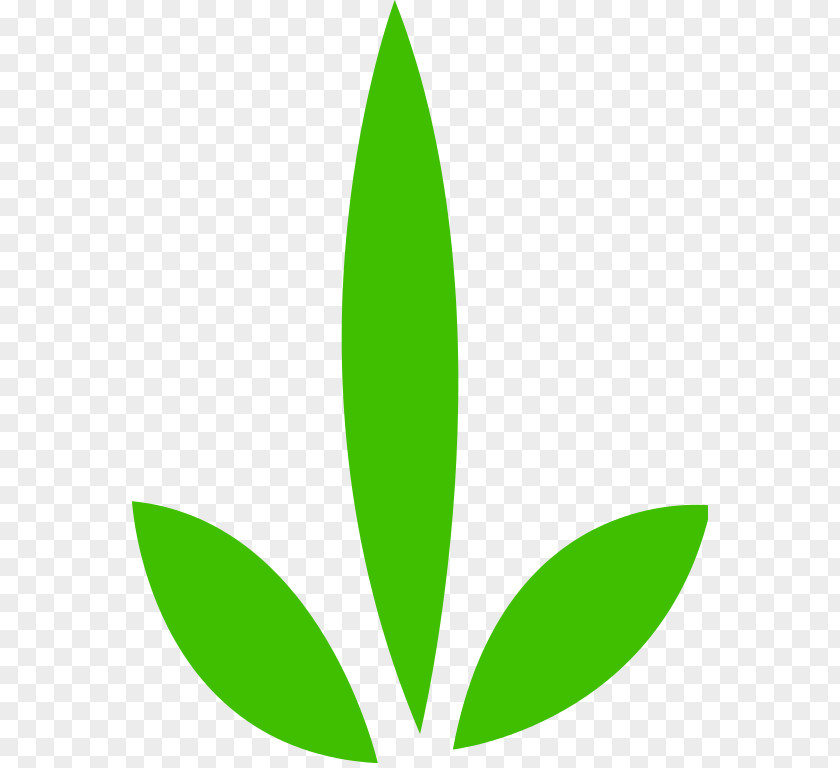 Green Vector Leaf PNG