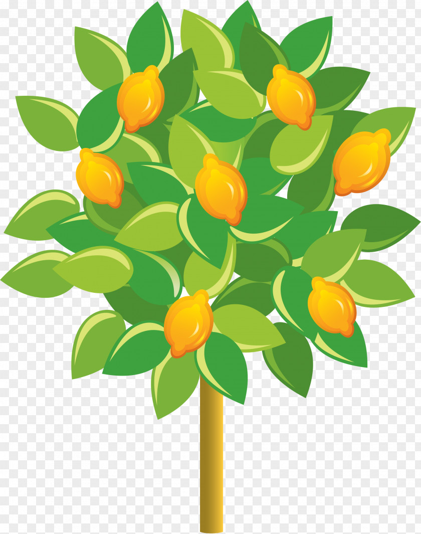 Kumquat Flower Fruit Tree PNG