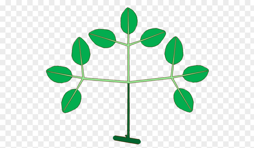 Leaf Plant Stem Line Branching Clip Art PNG