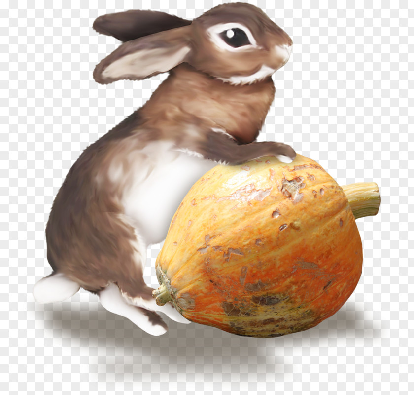 Bad Rabbit Domestic European Hare Easter Bunny PNG