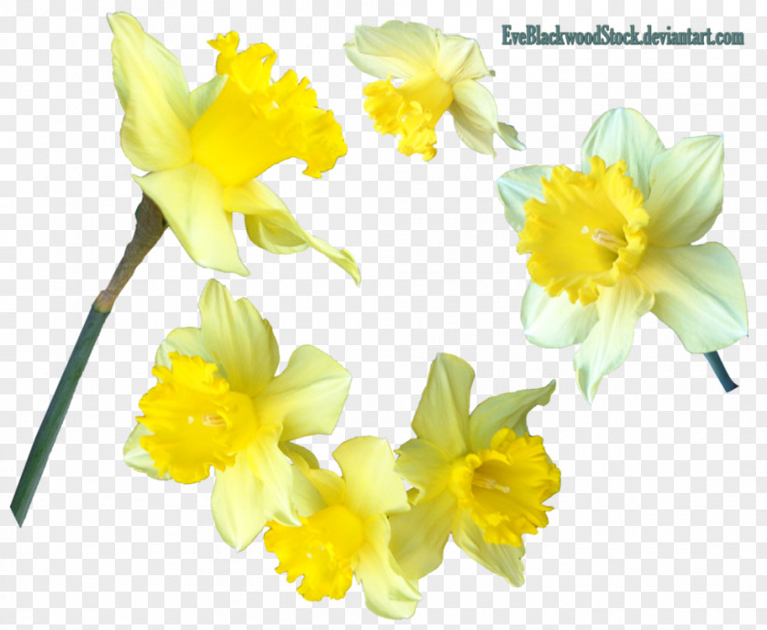 Daffodil Bulb Clip Art PNG