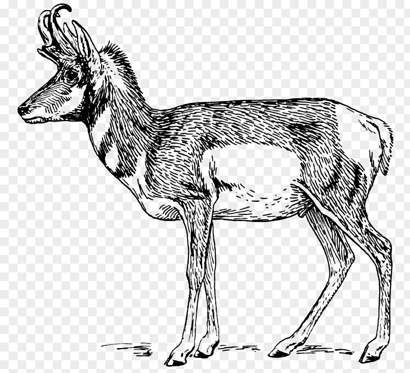 Deer A Pronghorn Antelope Drawing PNG