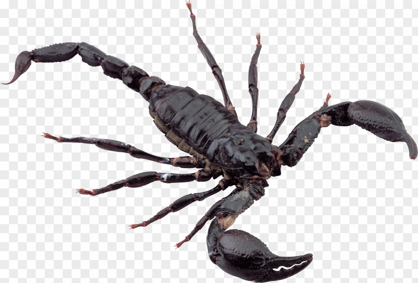Desert Scorpion Insect PNG