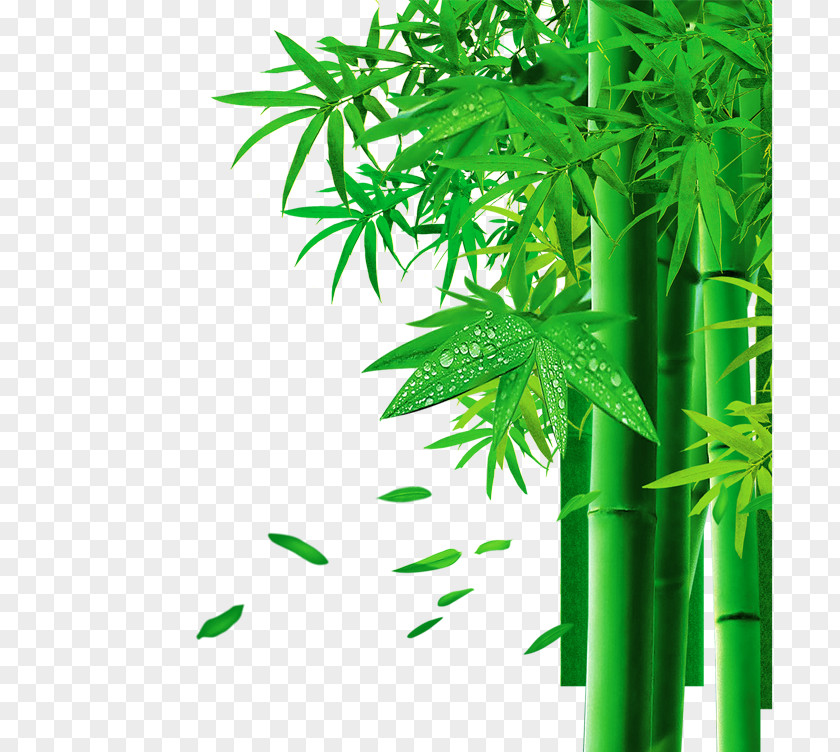 Effect Element,bamboo,Green Bamboo Zongzi 3D Computer Graphics PNG