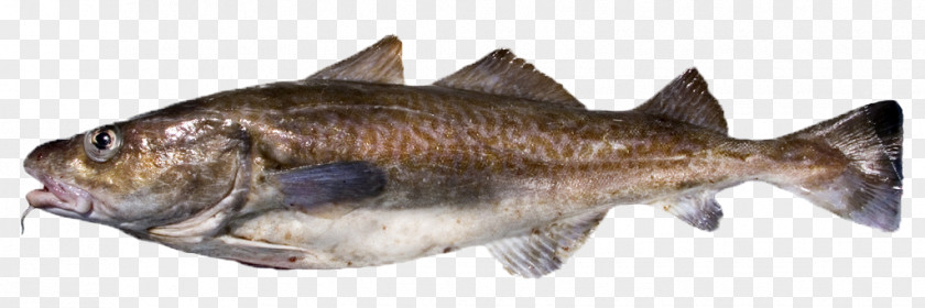 Fish Pacific Cod Atlantic Sablefish PNG