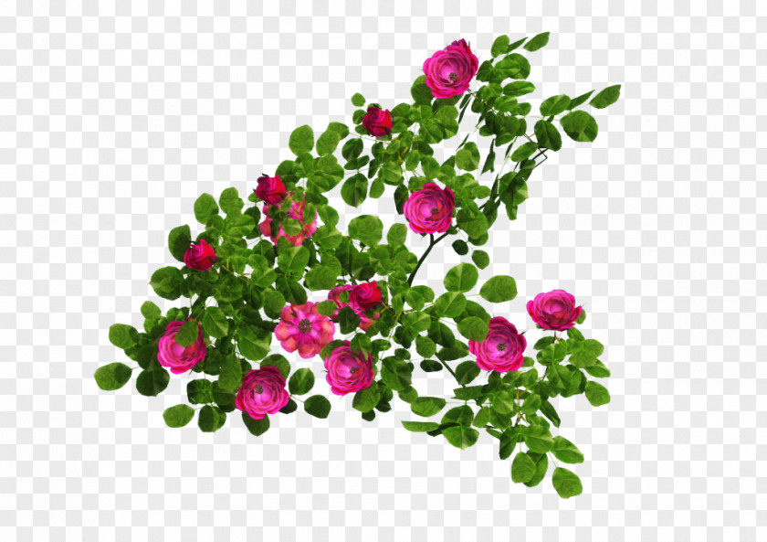 Nursery Rose Shrub Clip Art PNG