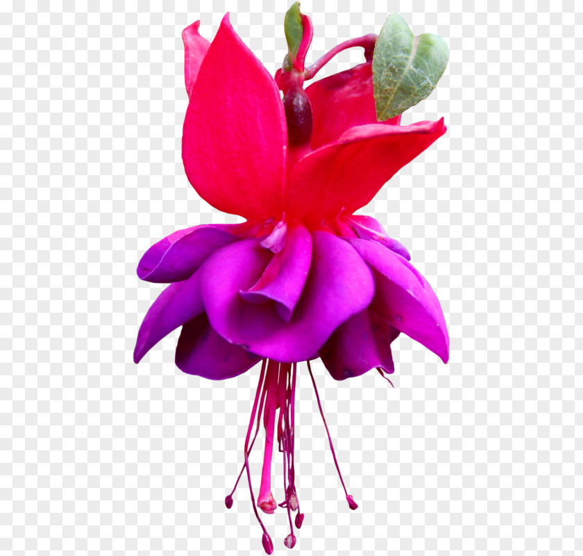 Fuchsia Birthday Love Heart Floral Design Cut Flowers PNG