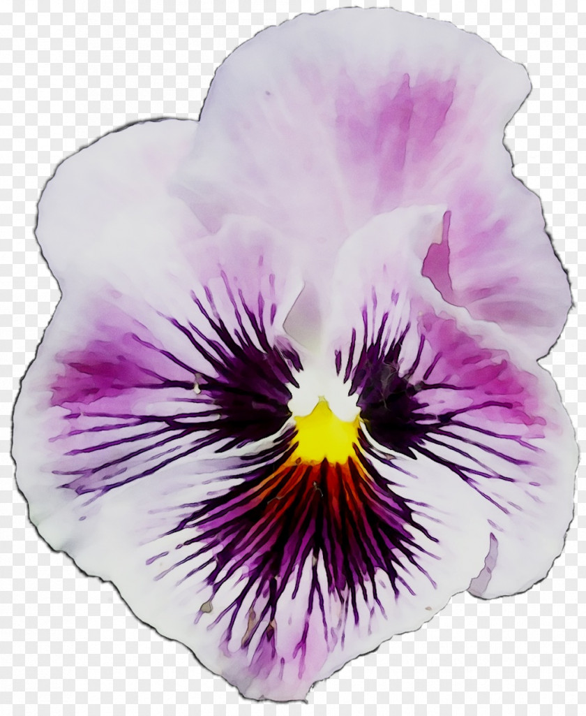 Pansy PNG