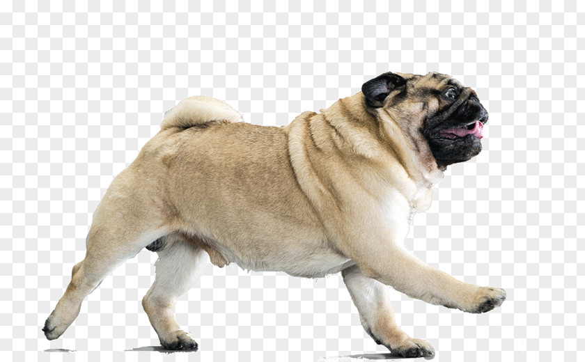 Puppy Your Pug Dog Breed Companion PNG