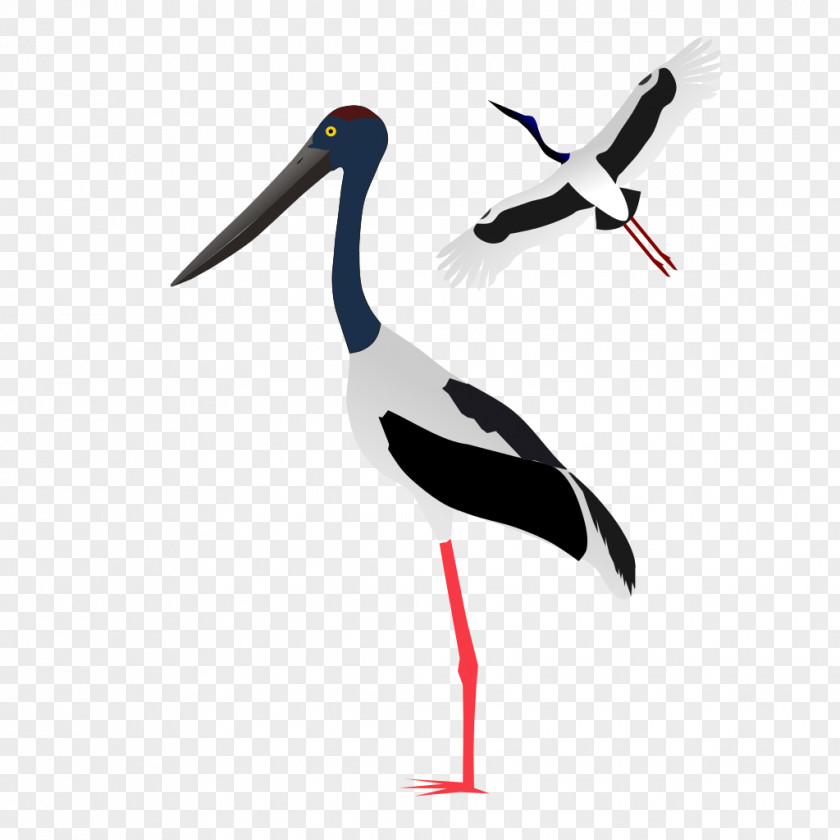 Blacknecked Stork White Clip Art PNG