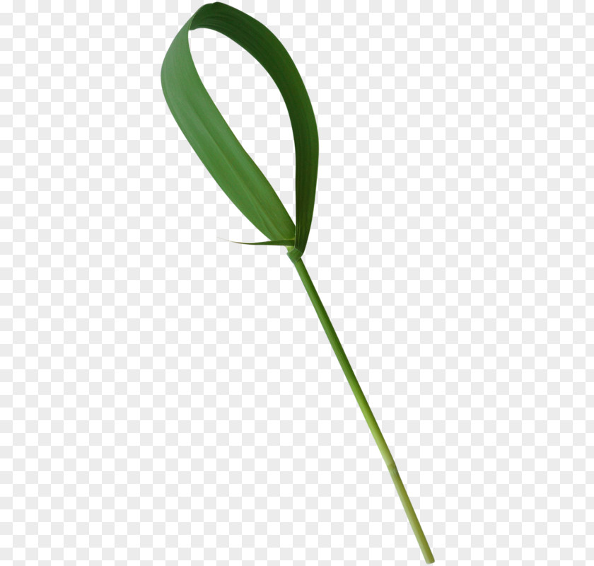 Herbaceous Plant Stem Meadow Lawn PNG