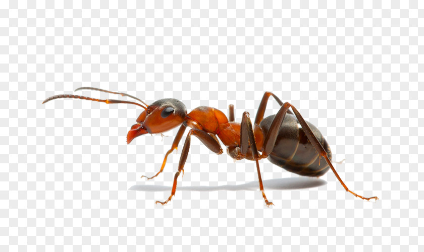Insect The Ants Weaver Ant Pest Control PNG