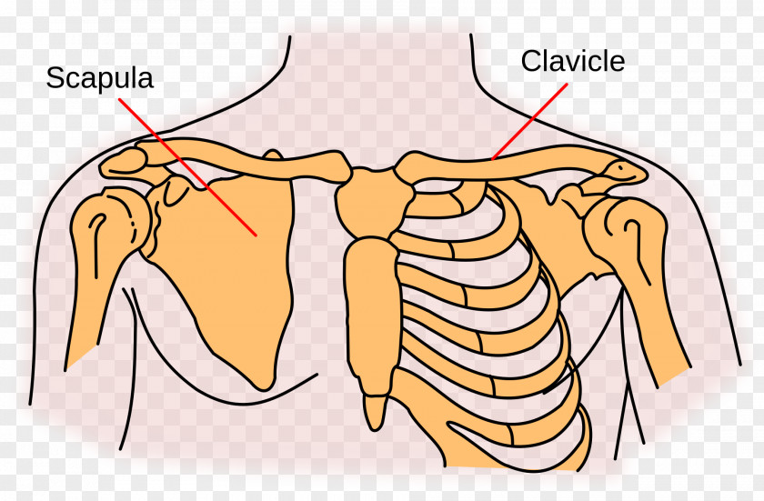 Medial Border Of Scapula Shoulder Girdle Clavicle Sternoclavicular Joint PNG