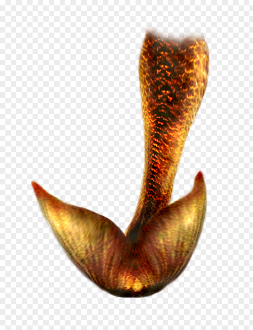 Mermaid Tail Hd Clip Art PNG