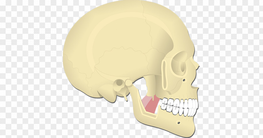Nose Hearing Jaw PNG