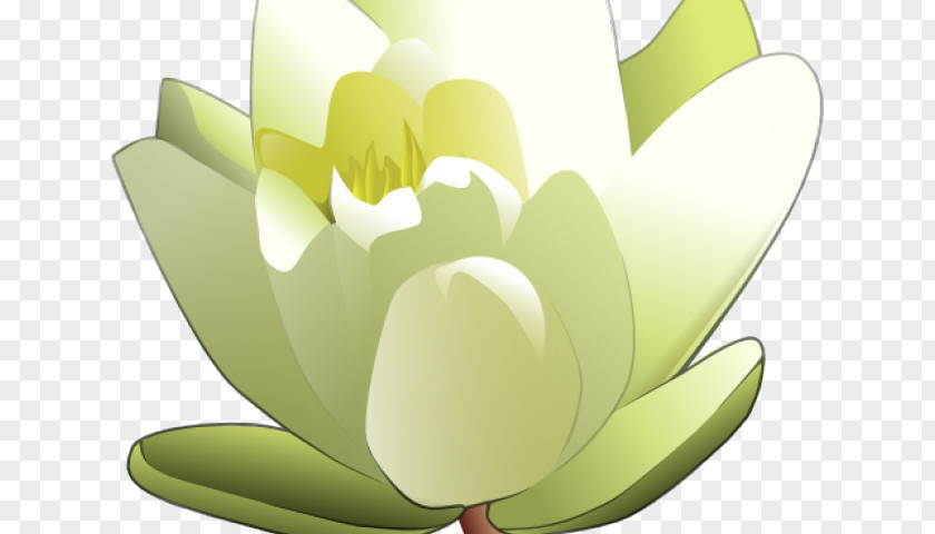 Summer Water Cartoon Lily Clip Art Vector Graphics White Water-Lily Image PNG