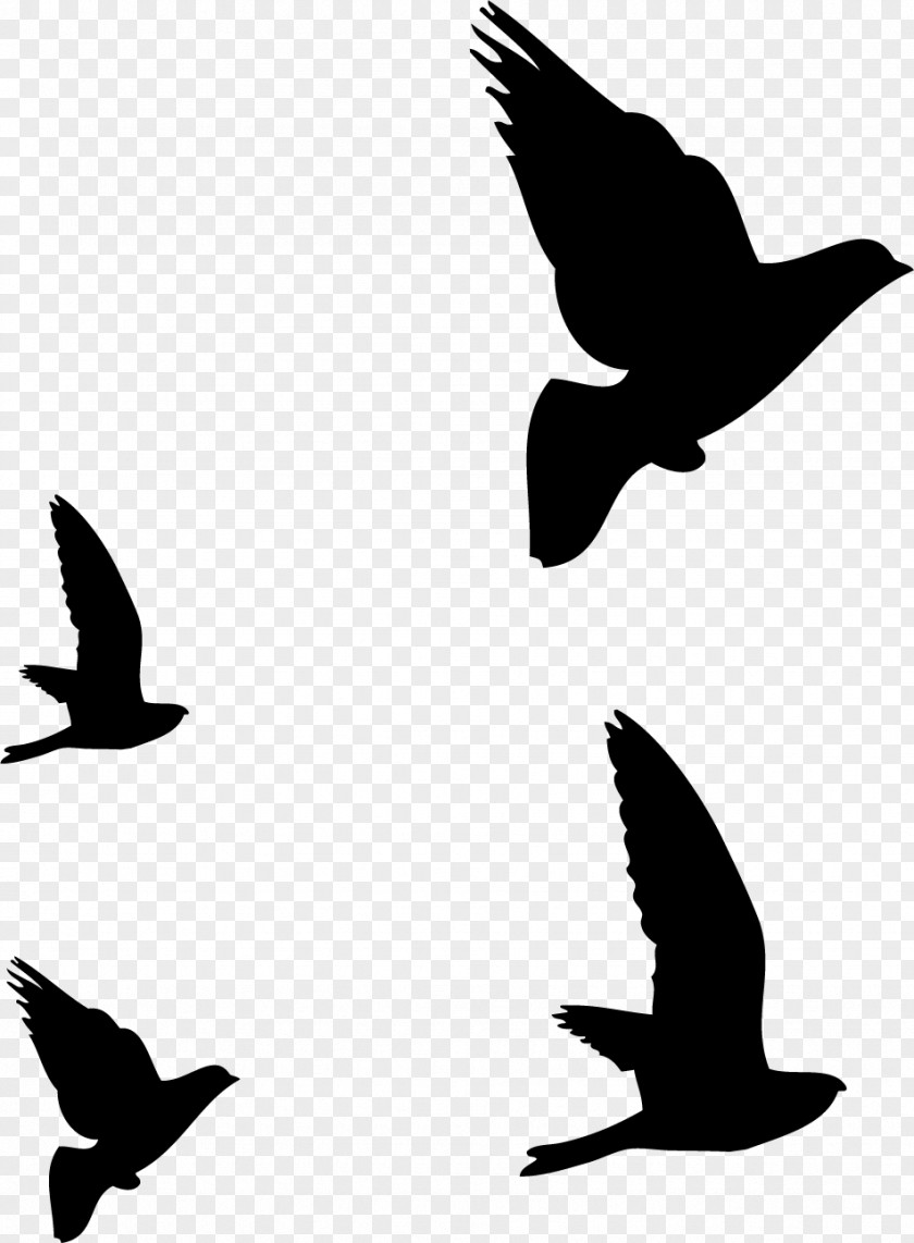 Birds Silhouette Hummingbird Flight Drawing PNG