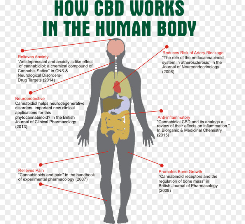 Cannabis Cannabidiol Human Body Cannabinoid Receptor Endocannabinoid System PNG