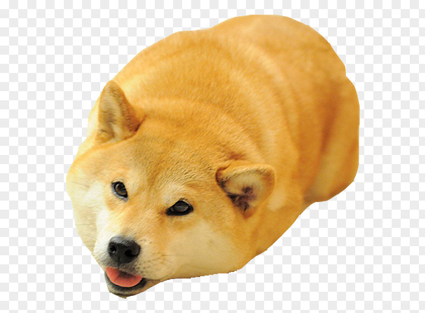 Dog Breed Shiba Inu Akita Doge Meme PNG breed Meme, meme clipart PNG