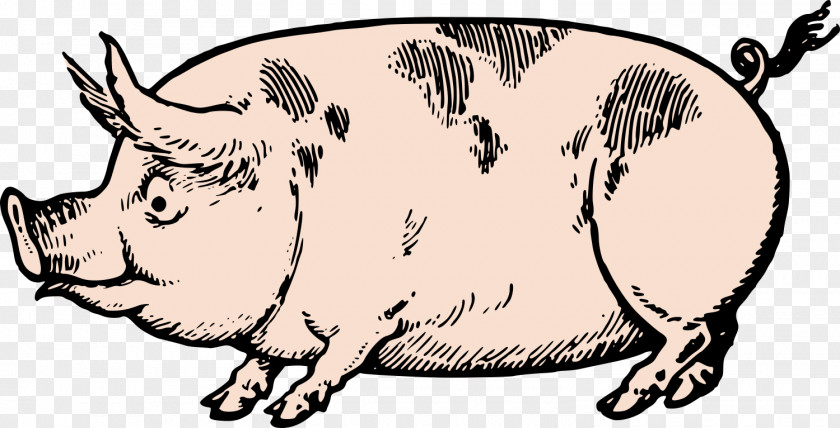 Fat Pig Drawing Clip Art PNG