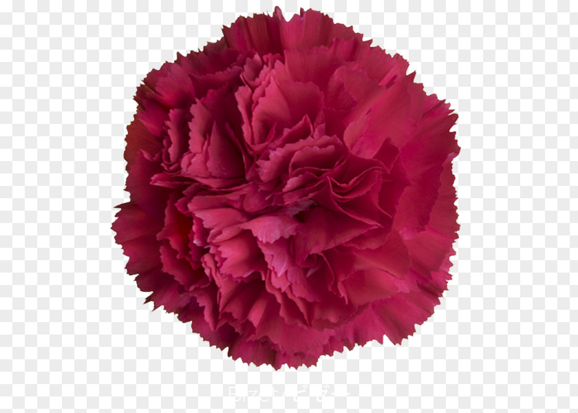Peony Carnation Cut Flowers Petal WordPress PNG