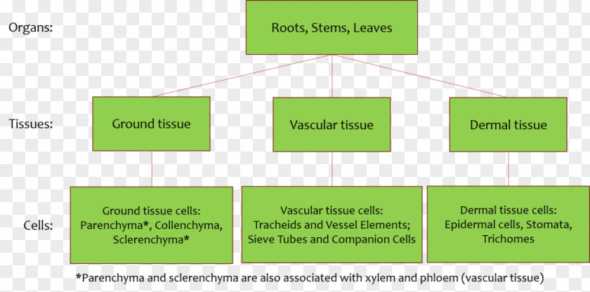 Plant Diagram Ground Tissue Vascular Stem PNG
