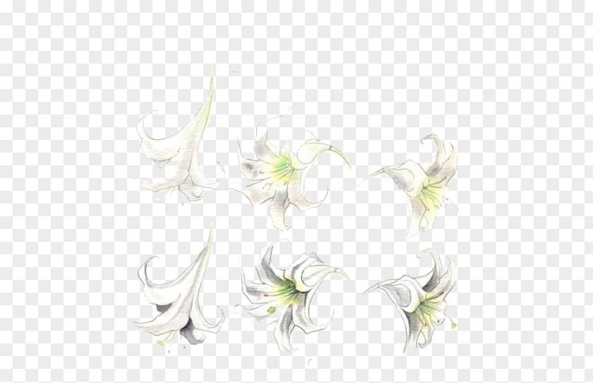 White Lily Stock Photo Floral Design Wedding Ceremony Supply Pattern PNG