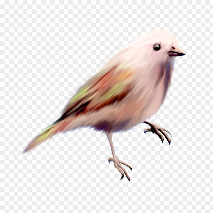 Color Cute Birds Bird Clip Art PNG