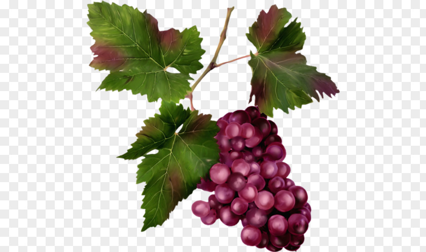 Grape Sultana Zante Currant Seedless Fruit Boysenberry PNG