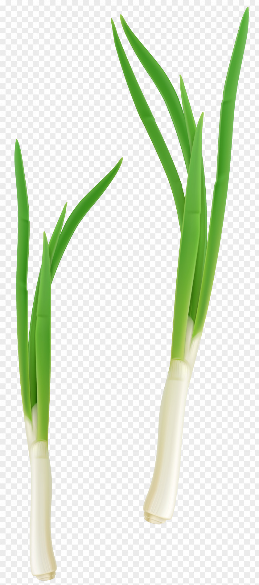 Green Fresh Onion Clipart Grasses Flowerpot Allium Fistulosum PNG