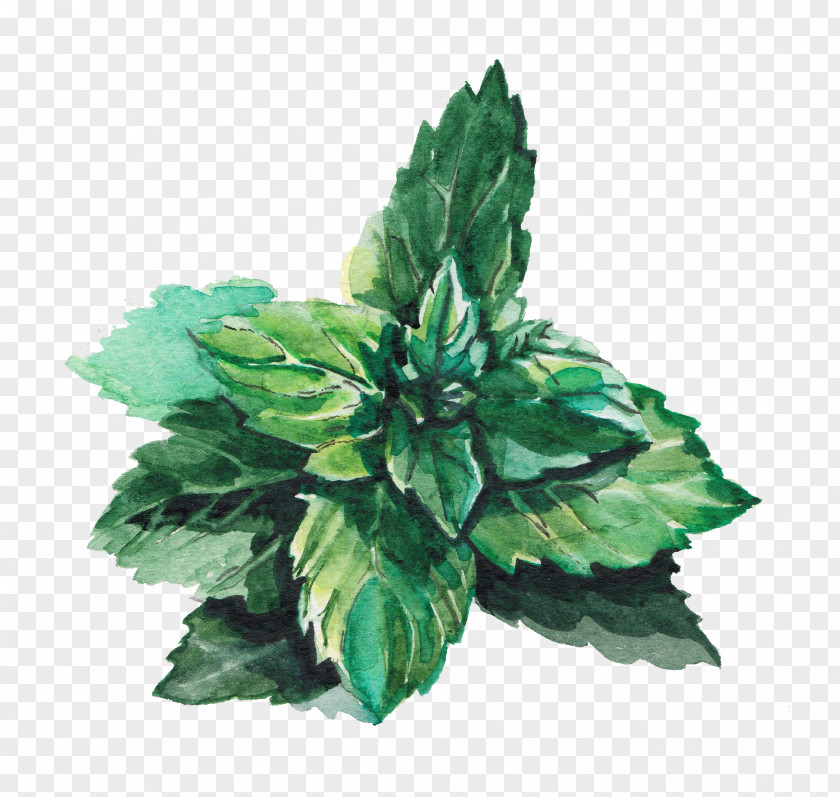 Mint Leaves Water Leaf Green Lemonade PNG
