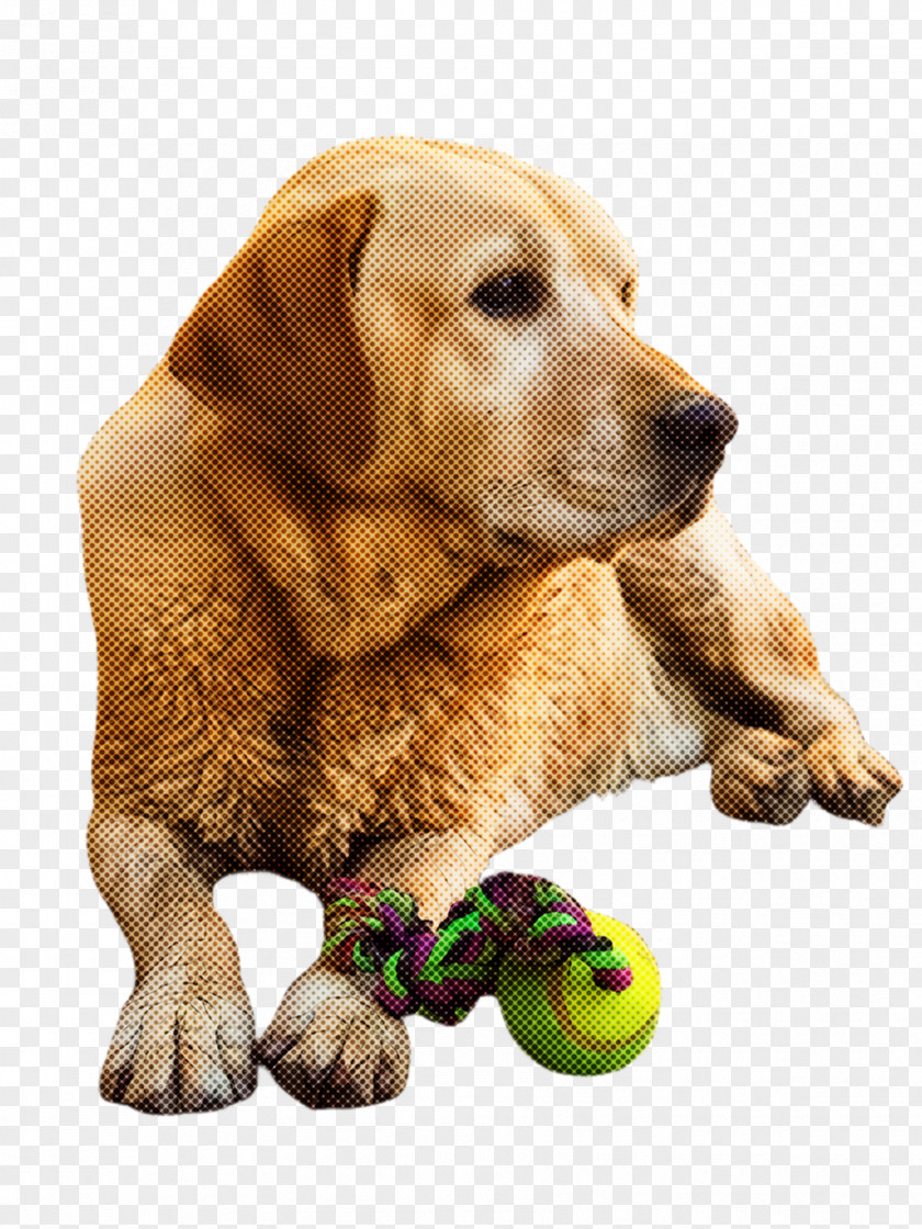 Sporting Group Dog Toy Golden Retriever Ball PNG