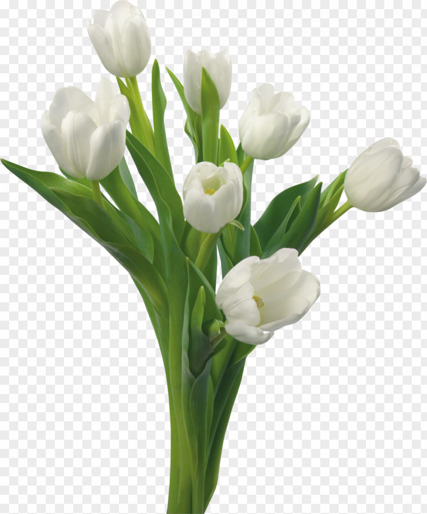 Tulip White Flower Bouquet Yellow PNG
